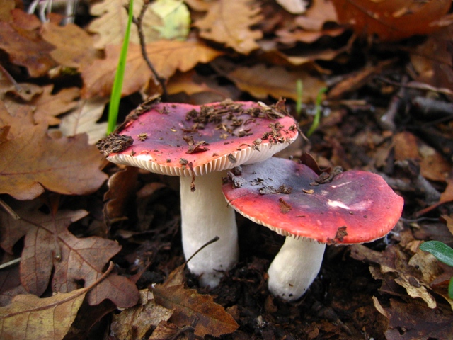 Escursione in querceto, finalmente i funghi!!!